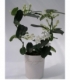 Stephanotis