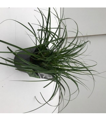 Carex