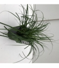 Carex