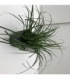 Carex