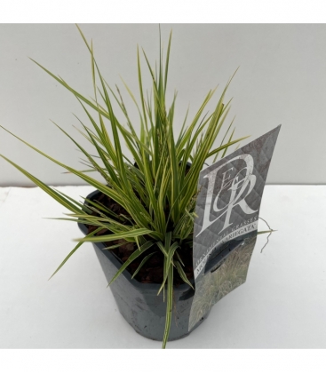 Molinia