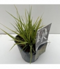 Molinia