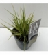 Molinia