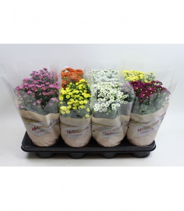 Chrysanthemum