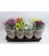 Chrysanthemum