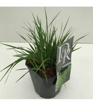 Molinia