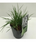 Molinia