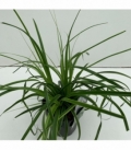 Carex