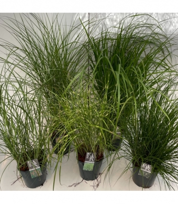 Grasses