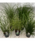 Grasses