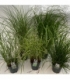 Grasses