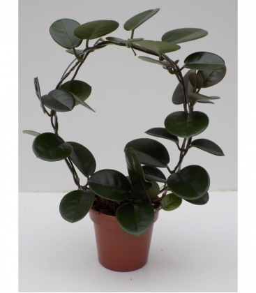 Hoya