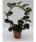Hoya