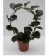Hoya