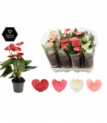 Anthurium