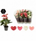 Anthurium