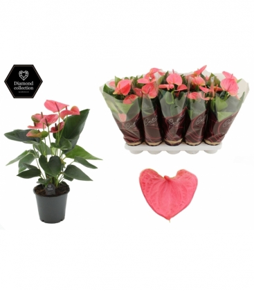 Anthurium