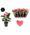 Anthurium