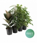 Ficus