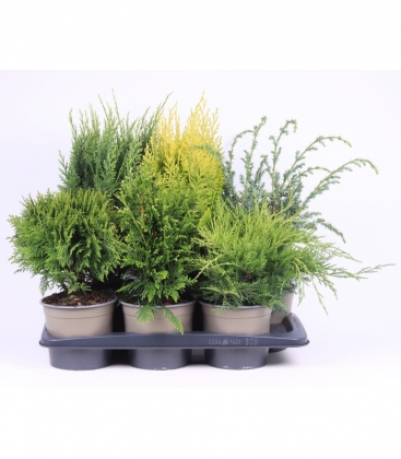 conifers