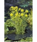 Euphorbia