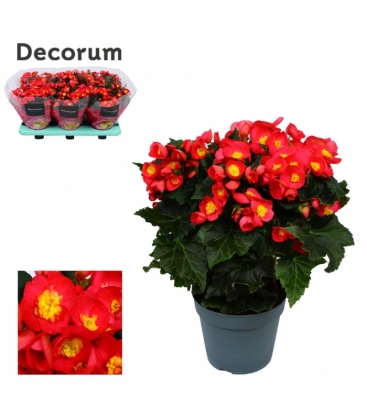 Begonia