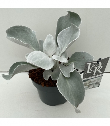 Senecio