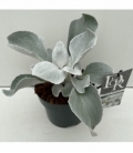 Senecio