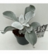 Senecio