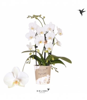 Phalaenopsis