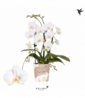 Phalaenopsis