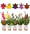 Orchids