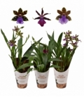 Zygopetalum