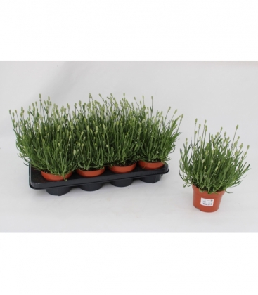 Lavandula
