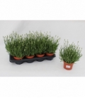Lavandula