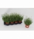 Lavandula