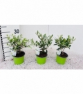 Olea