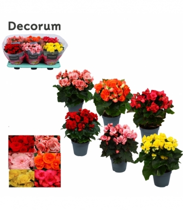 Begonia