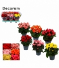 Begonia