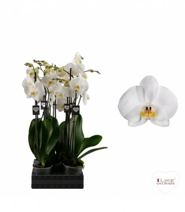 Phalaenopsis