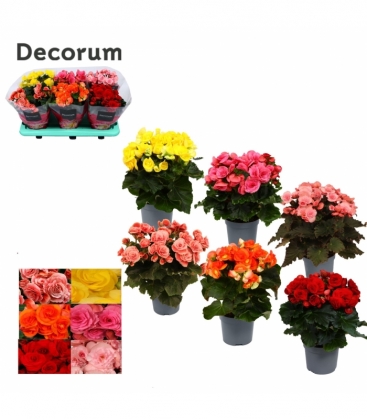 Begonia