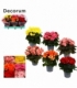 Begonia