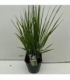 Panicum