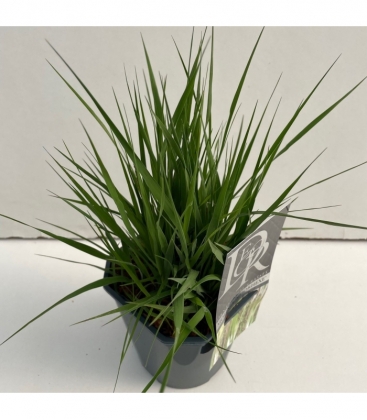 Molinia