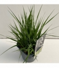 Molinia