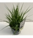 Molinia