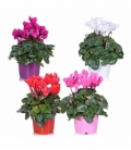 Cyclamen
