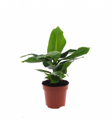 Musa