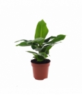 Musa