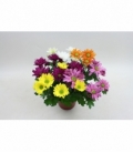 Chrysanthemum
